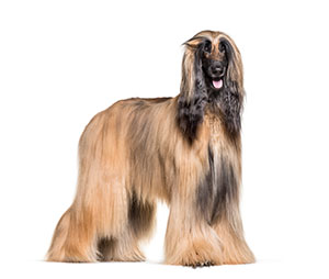 Afghan Hound