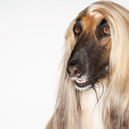 Afghan Hound
