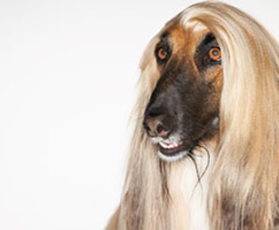 Afghan Hound