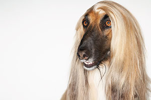 Afghan Hound